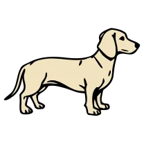Dachshund, fine line