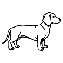 Dachshund, fine line