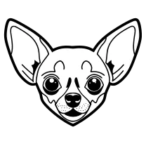 Chihuahua head