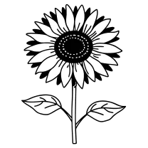 Traditional sunflower
