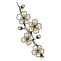 Cherry blossom branch