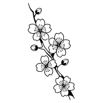 Cherry blossom branch