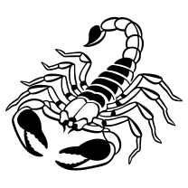 Scorpion in side view