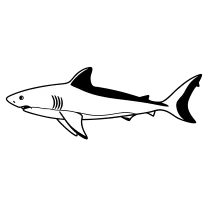 Simple shark outline