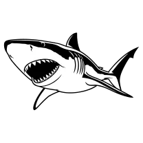 Great white shark