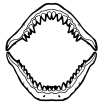 Shark jaw