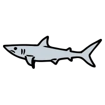 Tiny shark, fine line