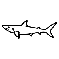 Tiny shark, fine line